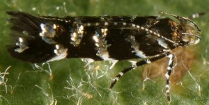 Vulcaniella grabowiella