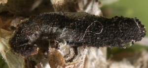 Vulcaniella grabowiella