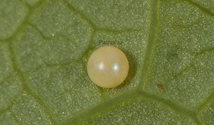 Zerynthia polyxena o