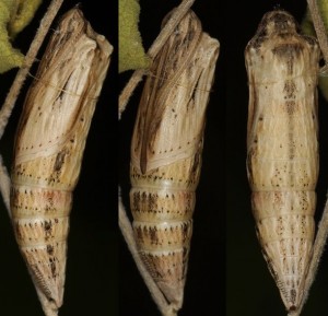 Zerynthia (Zerynthia) polyxena (Denis & Schiffermuller, 1775)