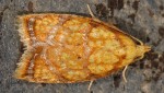 Acleris bergmanniana 06 1