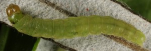 Acleris variegana