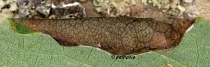 Ancylis laetana nid larvaire 06 2