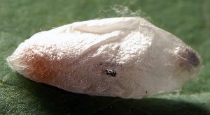 Anthophila fabriciana cocon 06