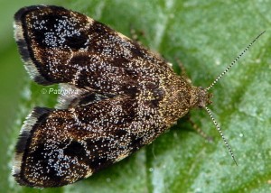 Anthophila fabriciana femelle 06