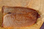 Cacoecimorpha pronubana femelle 06 1