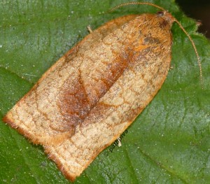 Cacoecimorpha pronubana femelle 06 2