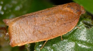 Cacoecimorpha pronubana femelle 06 3