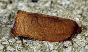 Cacoecimorpha pronubana femelle 13 1