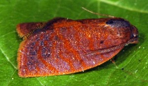 Cacoecimorpha pronubana mâle 2B 1