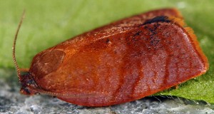 Cacoecimorpha pronubana mâle 83 1