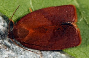 Cacoecimorpha pronubana mâle 83 2