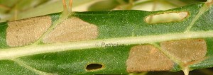 Calyciphora acarnella attaque 2B 1