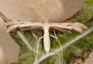 Calyciphora albodactylus 06 1
