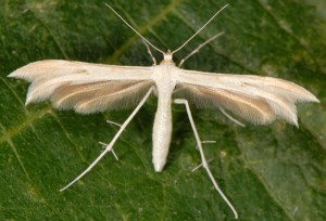 Calyciphora albodactylus 66 1