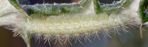 Calyciphora albodactylus L5 06 2