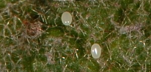 Calyciphora albodactylus oeufs 06 1