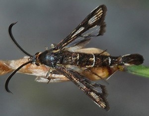 Chamaesphecia mysiniformis 06