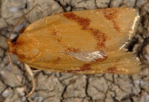 Clepsis pallidana 13 2