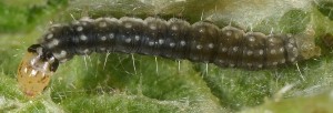 Clepsis rurinana