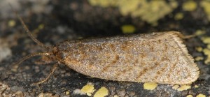 Clepsis senecionana male 66 2
