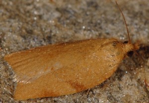 Clepsis siciliana femelle 66