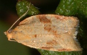 Clepsis siciliana mâle 66 2