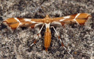 Cnaemidophorus rhododactyla 06 3