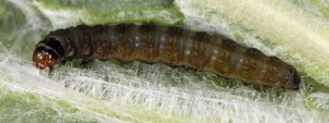 Cnephasia alticolana L5 06 2