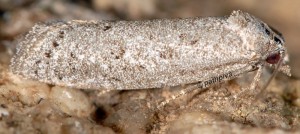 Cnephasia bizensis 13 3