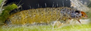Cnephasia ecullyana L5 06 3