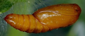 Cnephasia ecullyana chrysalide 06 2