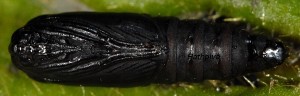Cnephasia stephensiana chrysalide 43