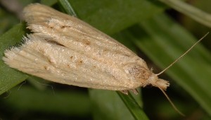 Cochylimorpha meridiana 06 1
