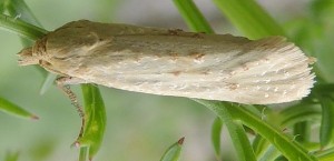 Cochylimorpha meridiana 06 2