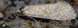 Cochylimorpha tiraculana 06 4