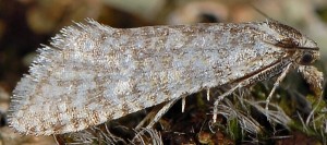 Cochylimorpha tiraculana 2