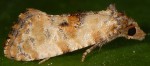 Cochylis molliculana 06 2