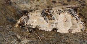 Cochylis pallidana 1