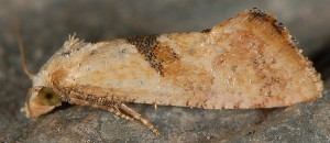 Cochylis roseana 06 1