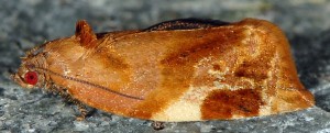 Ditula angustiorana femelle 06 2