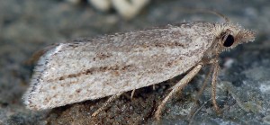 Ditula joannisiana femelle 34 1