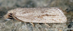 Ditula joannisiana femelle 34 2