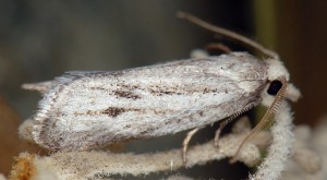 Ditula joannisiana mâle 06 3