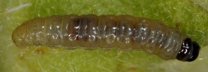 Endothenia pauperculana L5 06 1