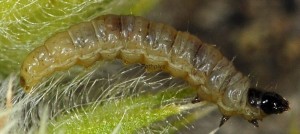 Endothenia pauperculana L5 06 2