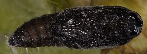 Endothenia pauperculana chrysalide 06 1