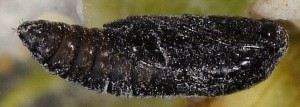 Endothenia pauperculana chrysalide 06 2
