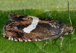 Grapholita lunulana femelle 06 1