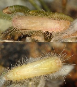 Gypsochares baptodactylus chrysalide 2A 1